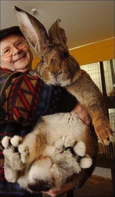 UberFacts's tweet image. Herman is the world’s biggest bunny!