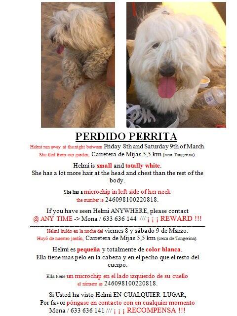 protemalaga's tweet photo. ¡¡PERDIDA¡¡ PERRITA EN MIJAS. http://t.co/GC3vq4sxNr