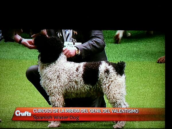 AstonishingSod's tweet photo. The sheer arrogance of this dog is breathtaking. To hell with this dog. #DogNames #Crufts http://t.co/gI00YI48uJ