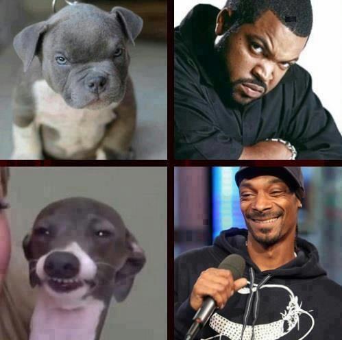 afowler15's tweet image. u know dogs look like ther owners prime example .....