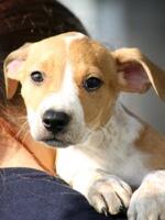 drivingdogs's tweet photo. OMG…cute! Royal just can't wait to find a new owner. Contact @SPCAAuckland if you are interested http://t.co/W5QxFeJrp0