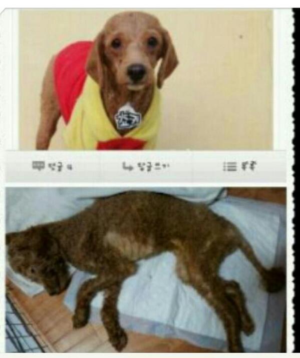 hch3849's tweet photo. 같은아이의모습입니다.유기된채보호소입소시 그나마온전했었던모습은 스스로의깊은상처에빠져 먹는것마저거부한지한참,우울증..죽음으로치닺는 그것을겪고있는아이입니다.이런모습을보고도 감정없는동물일뿐이라말할 그 입 닥치시길요 http://t.co/QhsGb9EyKG