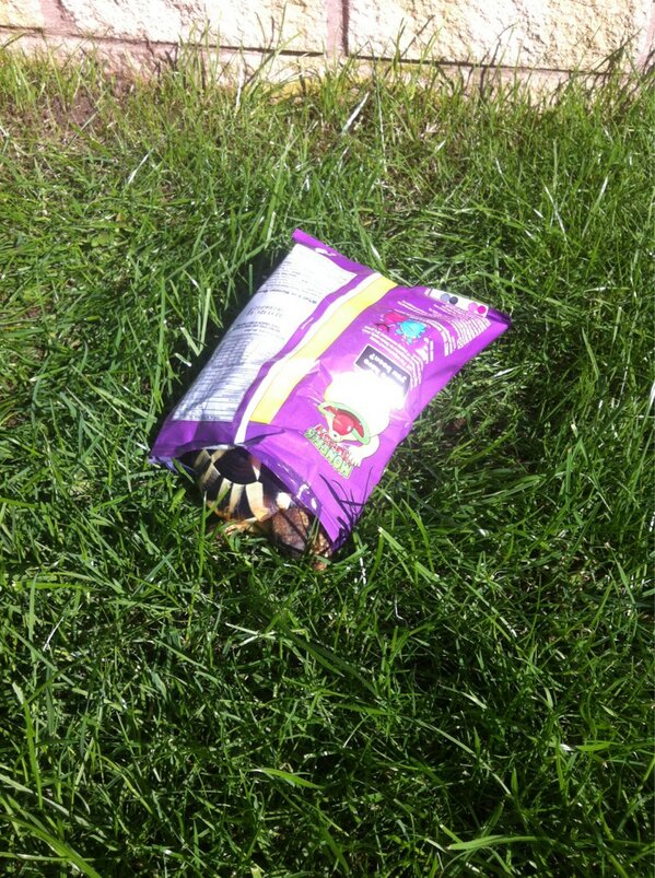 Turtle_dust's tweet photo. Swear down I left a gram in ere #wired #summer http://t.co/5GO7SL3Vd5