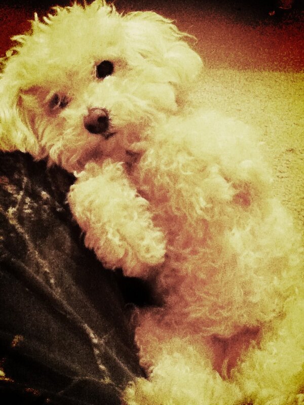 RealTrueCountry's tweet image. #dogslip