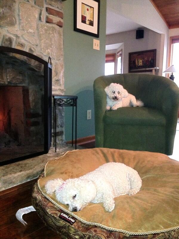 K4KU's tweet photo. There are pooches once again on the Neumann household. #bichoncentral http://t.co/CGCbTeCkDP