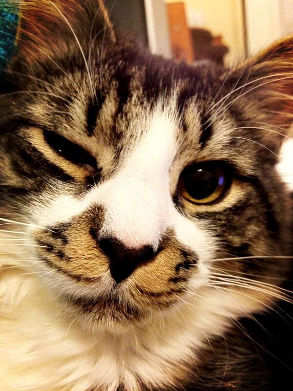 MaxtheSpaghetti's tweet photo. Oh haaaayy #sexualcat http://t.co/pcda7NnU5U