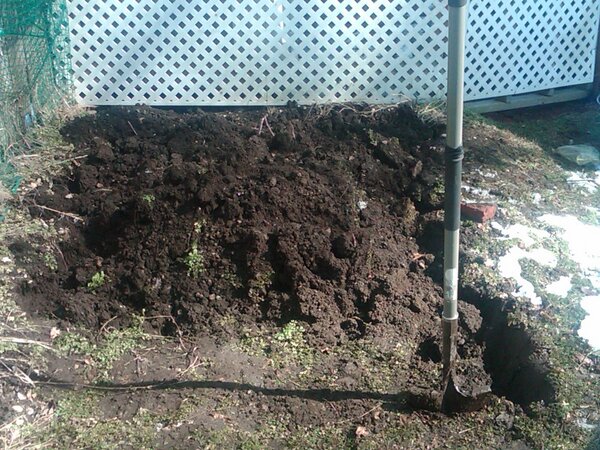 Crocuses bloomed this weekend. Ozarks came in early. Had to turn patch by hand.