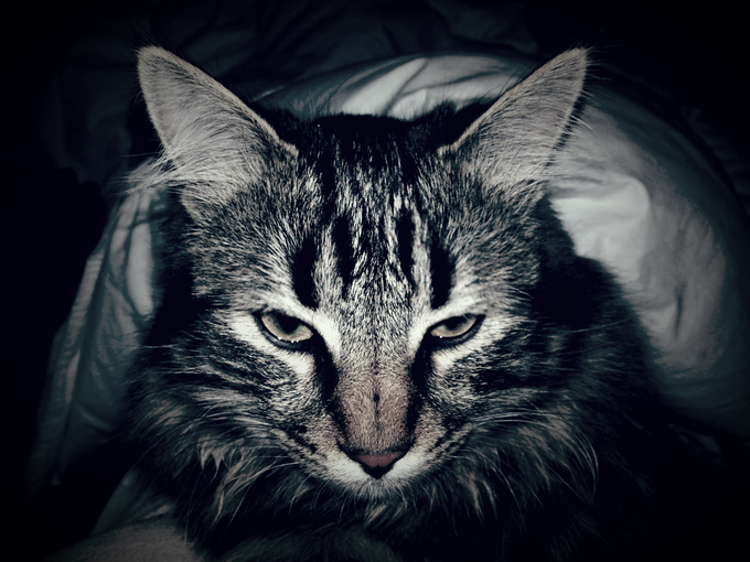 Layin around petting my #pussy http://t.co/8u4RVj0u1S<a href="/tag/pussy"class="tags">#pussy</a>