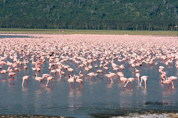 PicsNature's tweet photo. Lake Nakaru, China http://t.co/HjLYicdRmT