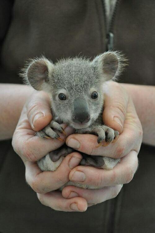 _AmazingPhotos's tweet photo. Here is a photo of a baby koala bear to brighten your morning :) http://t.co/UsuyBcbBts