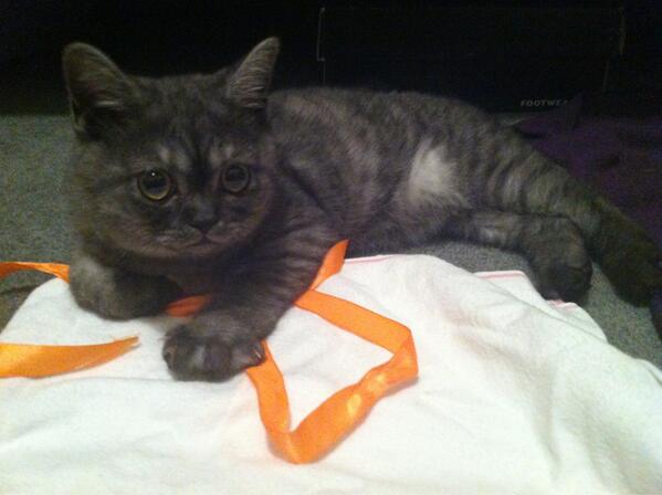 MikeTaylor1980's tweet image. @missemmabrown @jamierussellnz @Zoomer315 #catpic #felix #ruby2.0