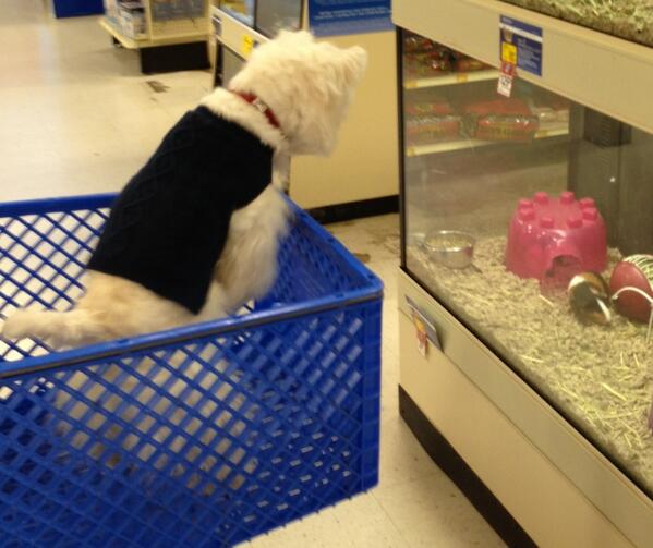 IHuntSquirrels1's tweet image. You're a rodent &amp;amp; I'm a Westie. Better be glad there is glass in between us. 🐹🐹