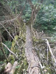 subisaidso's tweet image. #MagicOf @Frooti is more magical than the living bridges of meghalaya..:)