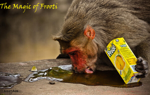 anyjain's tweet image. The #MagicOf @Frooti is so magical that along with humans even animals love it...!!