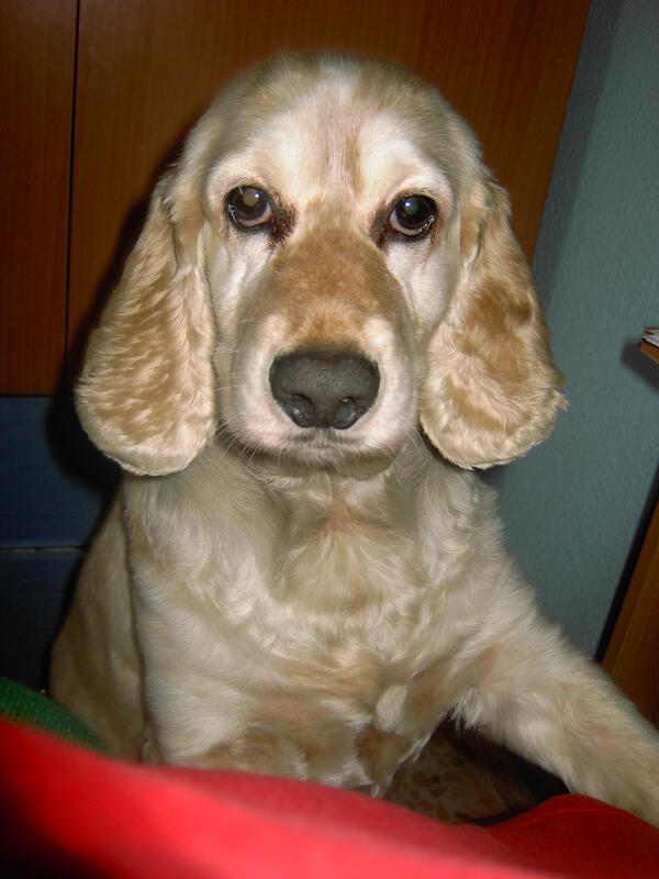 Antonio Macias tweet media