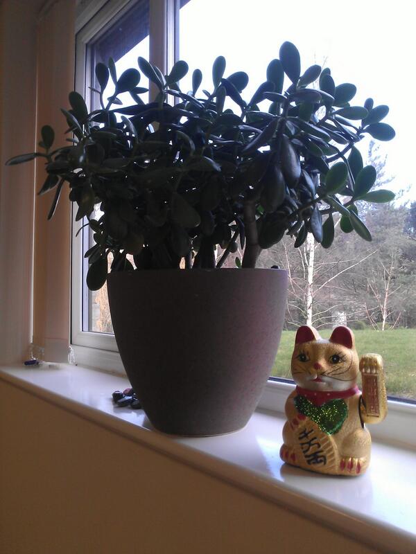 tmTMDesigns's tweet image. Our #luckychinesecat's been waving at our #monkeytreeplant all night, Expecting a phenomenal day, week, month, year!