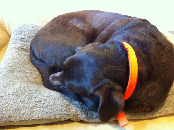 PreferredPropVT's tweet photo. Our Preferred Properties #office mascot, Gunner, is taking a mid-morning nap. Maybe he needs a #GreenMountainCoffee? http://t.co/Usww6hbRzX