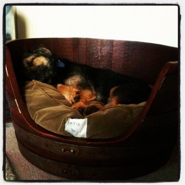 Lord Scrappy Nelson tweet media