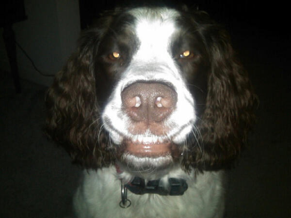 ESSPuppies's tweet photo. #SpringerSpaniel.com's Picture of the Day!  http://t.co/IVONEVzedv http://t.co/RA3FtMiwuq