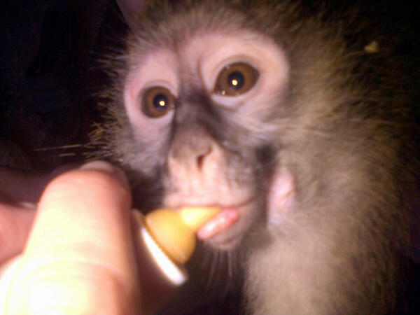 UMSIZI VERVET RESCUE tweet media