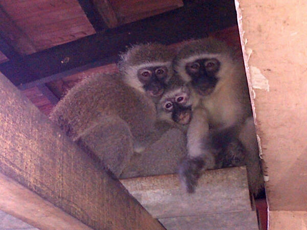 UMSIZI VERVET RESCUE tweet media