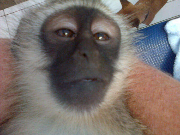 UMSIZI VERVET RESCUE tweet media
