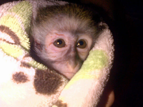 UMSIZI VERVET RESCUE tweet media