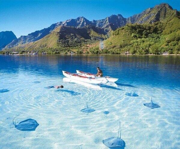 NaturPictures's tweet photo. Bora Bora. Increíble la transparencia del agua. Se ven perfectamente las mantas. http://t.co/VRmuZJBUOh