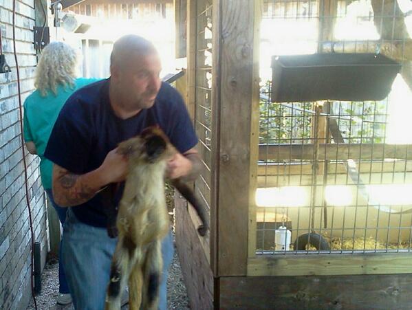 MonkeysAndBirds's tweet photo. Tranquilized Matilda is now undergoing a physical examination performed by Dr. Valerie Kirk. http://t.co/tcikYDVy4b