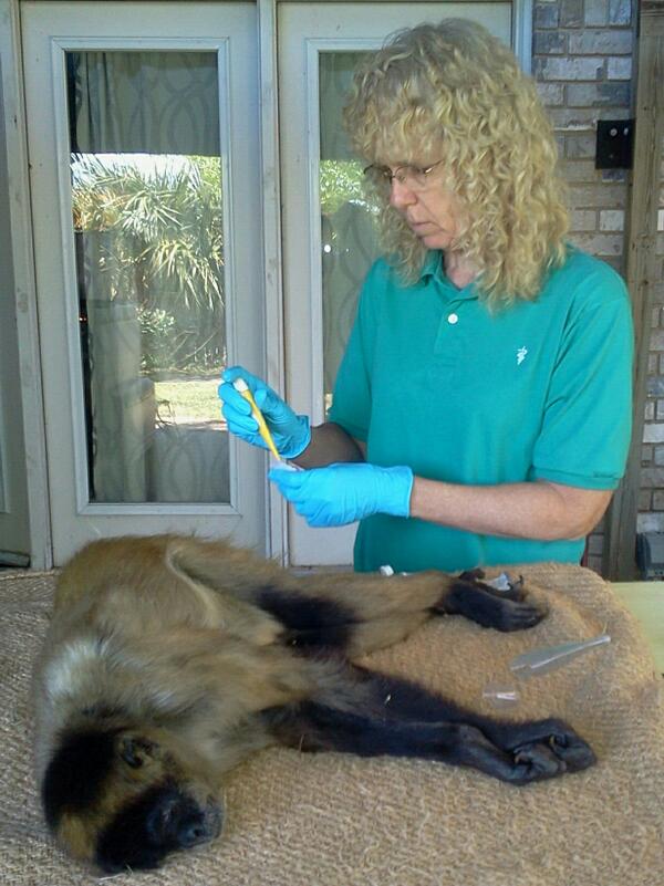 MonkeysAndBirds's tweet photo. Twenty four yr old Matilda has worn teeth, long nails, a very old toe fracture. . . Overall, she looks great! http://t.co/QI6O0c8qjY