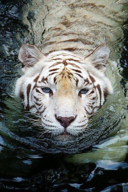 NaturPictures's tweet photo. El tigre blanco de Bengala. http://t.co/IMvEGAWflj