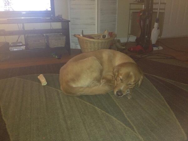 terminalboyd's tweet photo. Marley. The best dog ever! Needs some sleep ZZZzzZzzzz http://t.co/bhIdcgViPm