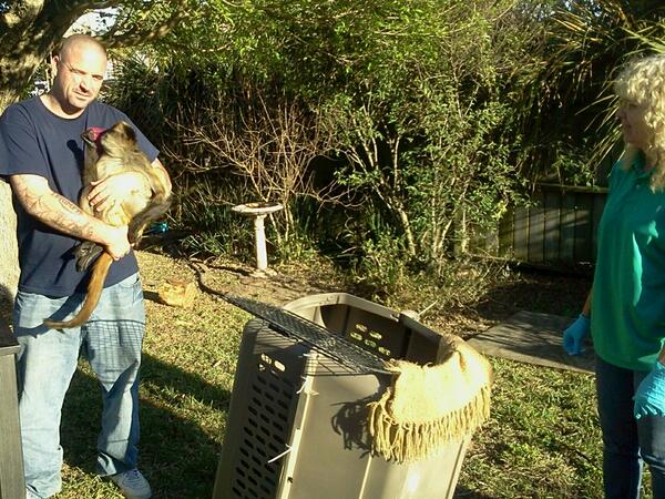 MonkeysAndBirds's tweet photo. Owner Andy J. (says goodbye &amp;) carries the still sedated Matilda to her travel carrier as Dr. Kirk observes. http://t.co/2RIK3OmsVi