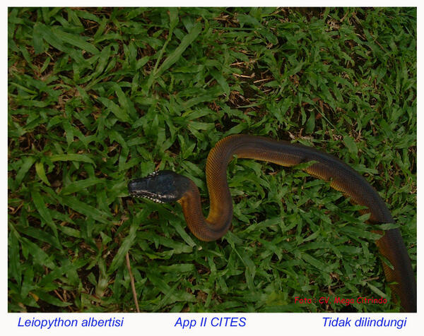 TRC_TPi's tweet photo. Liopython Albertisi/Golden Albertisi/White Lip python/Sanca Emas..tdk brbisa..panjang mencapai 2 meter lebih.. http://t.co/uL7IYhjeLk