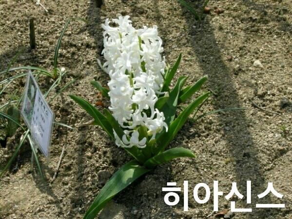 ecocrusader0's tweet photo. ♥오늘도 행복하셔요 o(^-^)o 
♥전국 최저가격 꽃배달♥ 
후원��� 콜센터 070-7611-8734 로 주문 하시면 정상가에서 25% 할인되고 수익금을 결식아동돕기 기금으로 적립합니다
검색창☞코리아꽃도매 http://t.co/IYdJWoBVDh