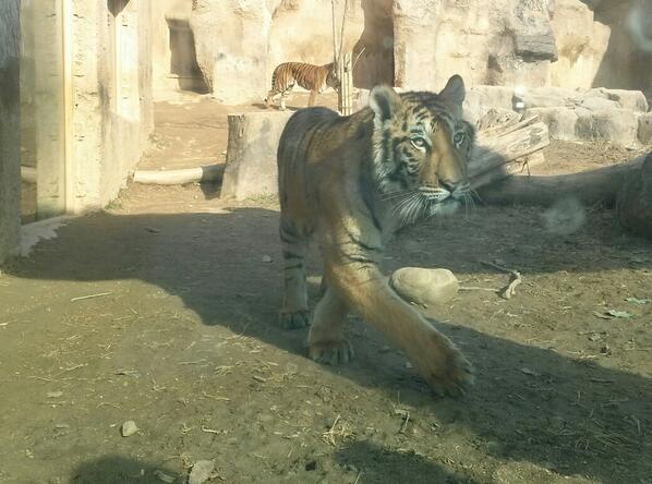 tigerihq's tweet photo. 과천 큰 고양이. . .^^ http://t.co/pPtO9S2tfG