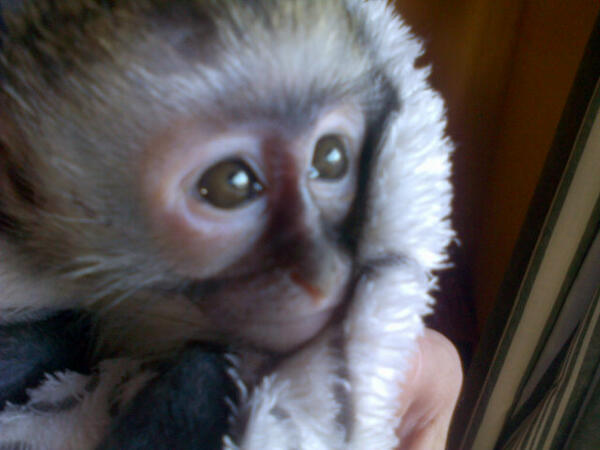 UMSIZI VERVET RESCUE tweet media
