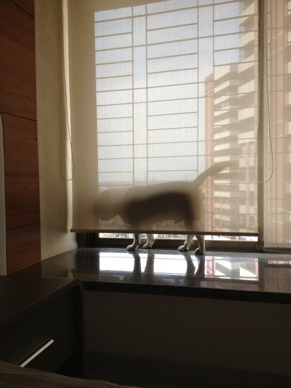 TanishaUchil's tweet image. So my dog thinks if he cant see me, even I cant see him. #howsmart