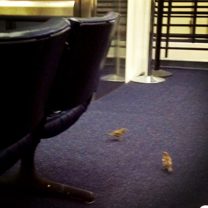 "dude, you're on this flight too?"- a couple of lazy birds waiting for my flight to LA. (yes, birds.)<a href="/tag/katiefisherday"class="tags"><span>#katiefisherday</span></a>