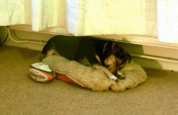 Victoria Goff tweet media