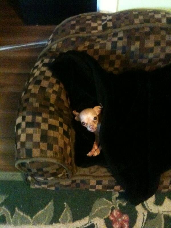 AndyJRLeonard's tweet photo. #meeka #queen http://t.co/p6lgzlTX7x