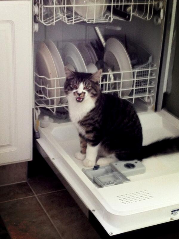 MaxtheSpaghetti's tweet photo. Dishwasher cat! http://t.co/6A9BMkPv5A