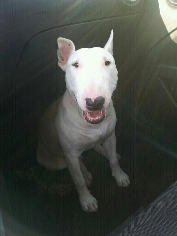 miriambg91's tweet photo. Mi gordi! #love#bullterrier#imissyou http://t.co/jXNGd2SXyM