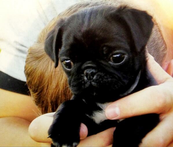LickerishthePUG's tweet photo. G'morning! This is me when I was a baby.. #PugBaby #Nibs http://t.co/jkdRcOslKD