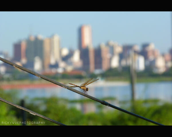 Ricardo Achucarro tweet media