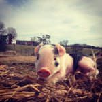 Photo by Cruze Farm (@CruzeFarm)