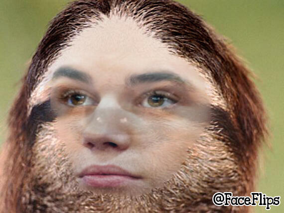 FaceFlips's tweet image. Justin Bieber Sloth