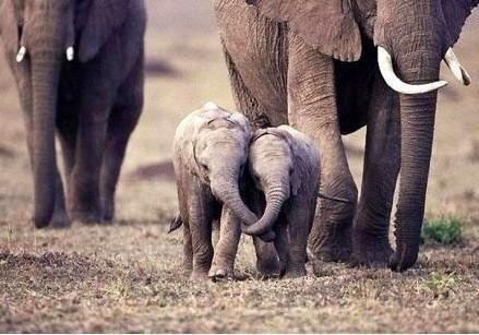 Alice_vdp1's tweet photo. “@ThatsEarth: Little elephants. How cute! http://t.co/zVwJpNeLMN” Look what i just came across @MichSteel!!