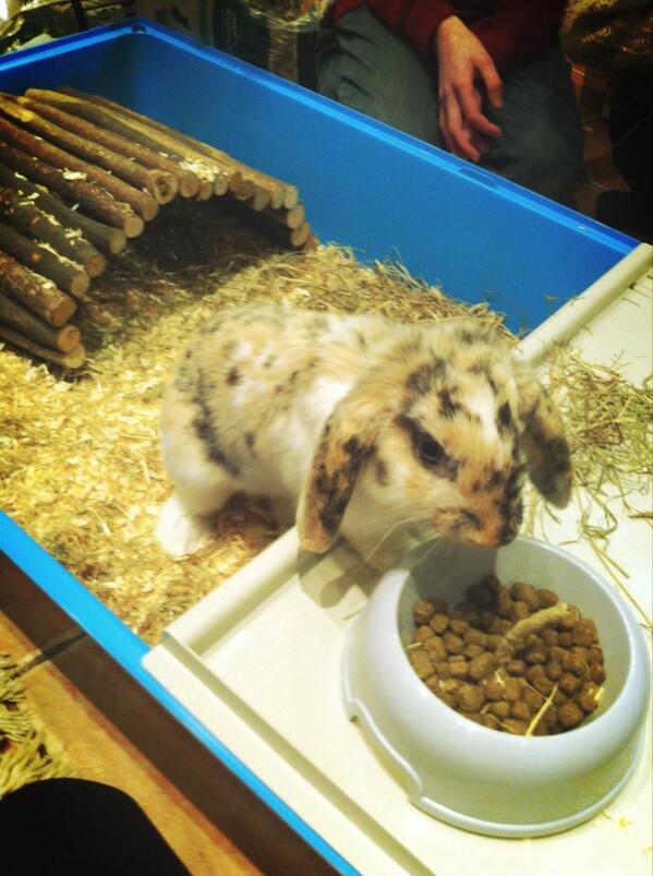 emmawoodheadx's tweet image. @mattgriffiths95 and I got matching bunnies #BIGcommitment they so cute