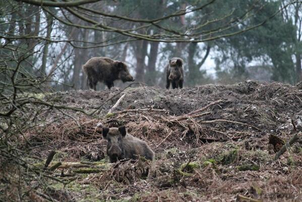 Super om te zien toch?! RT <a href="/RegtopMyrthe/">MyrtheRegtop</a>: #varkens op de #Veluwe
